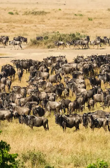 Masai Mara migration
