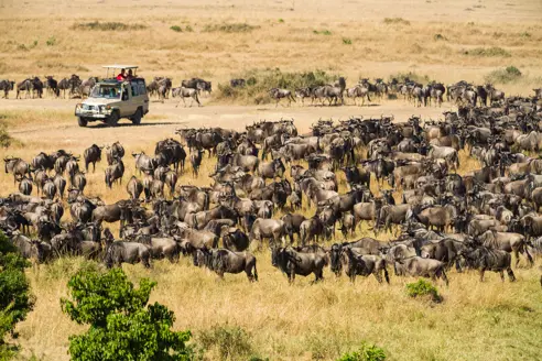 Masai Mara migration