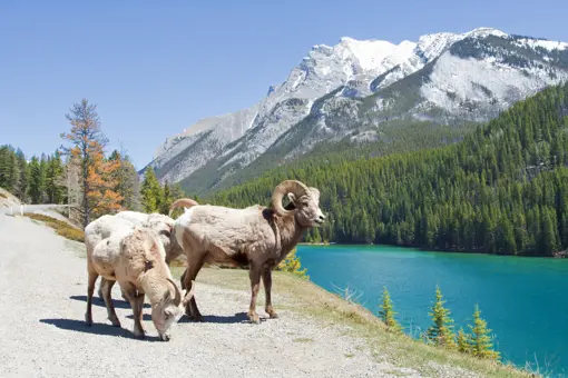 Væddere ved sø og bjerge i Canada