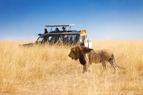 Masai Mara løve