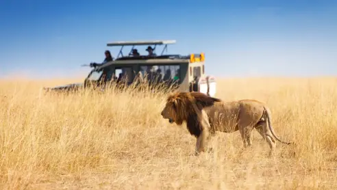Masai Mara løve