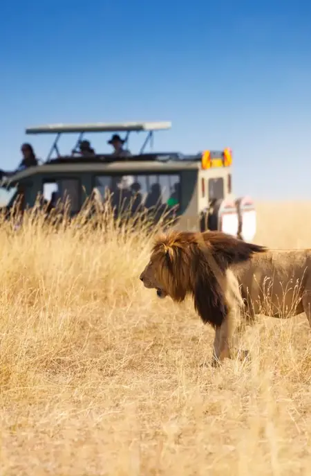 Masai Mara løve