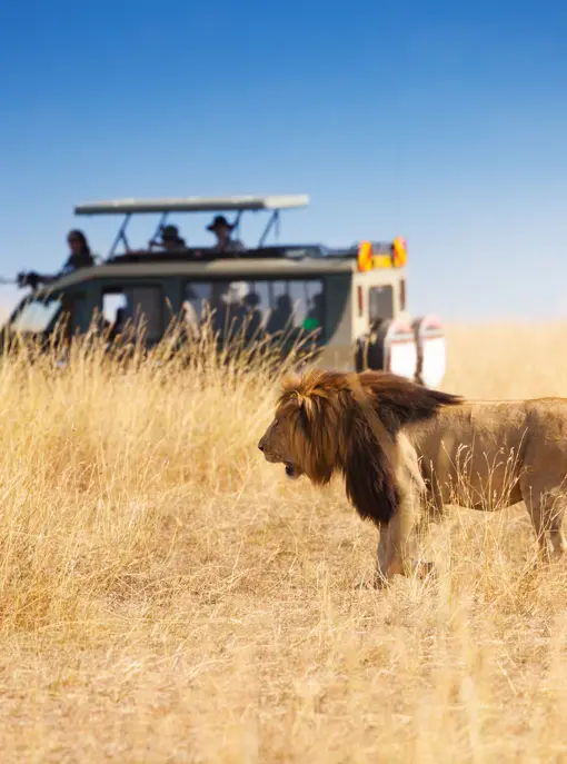 Masai Mara løve