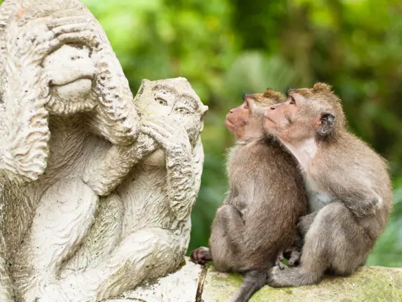 To aber kigger på statue i Sacred Monkey Forest, Ubud, Indonesien