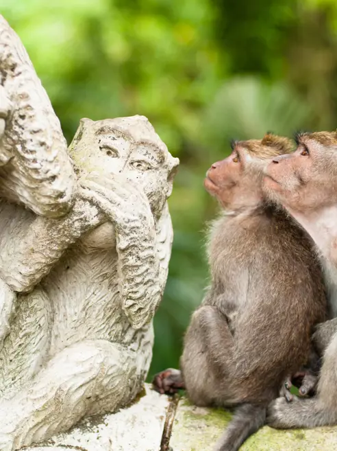 To aber kigger på statue i Sacred Monkey Forest, Ubud, Indonesien