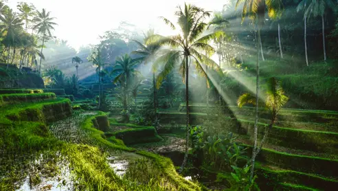 Rismarker på Bali, Indonesien