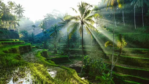 Rismarker på Bali, Indonesien