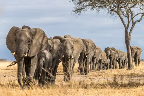 Elefanter i Tarangire National Park