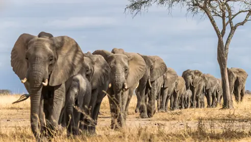 Elefanter i Tarangire National Park