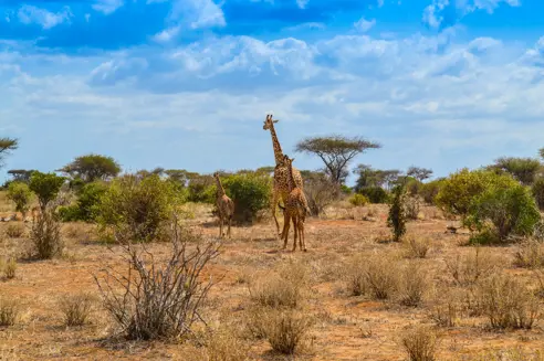 Tsavo East giraf
