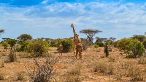 Tsavo East giraf