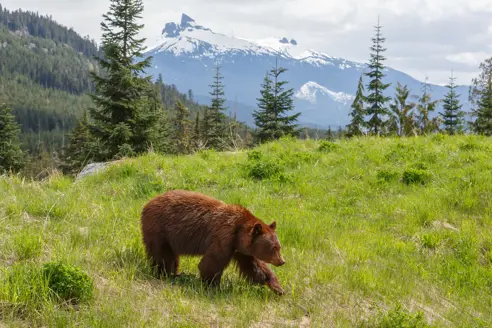 Canada Rockies Bjørn