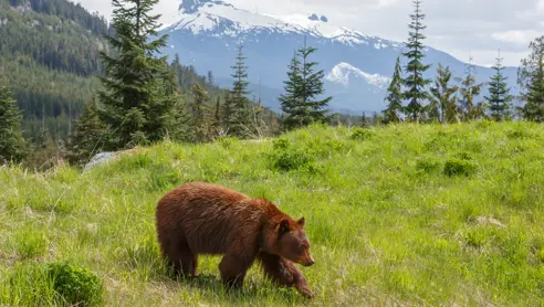 Canada Rockies Bjørn