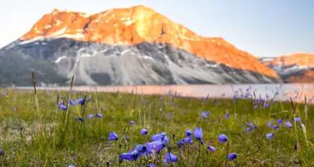 Bluebells In Qooqqut Nuan