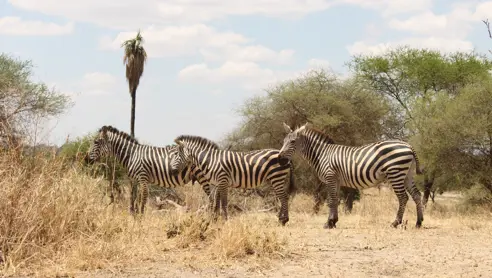 Informationer om rejser til Tanzania