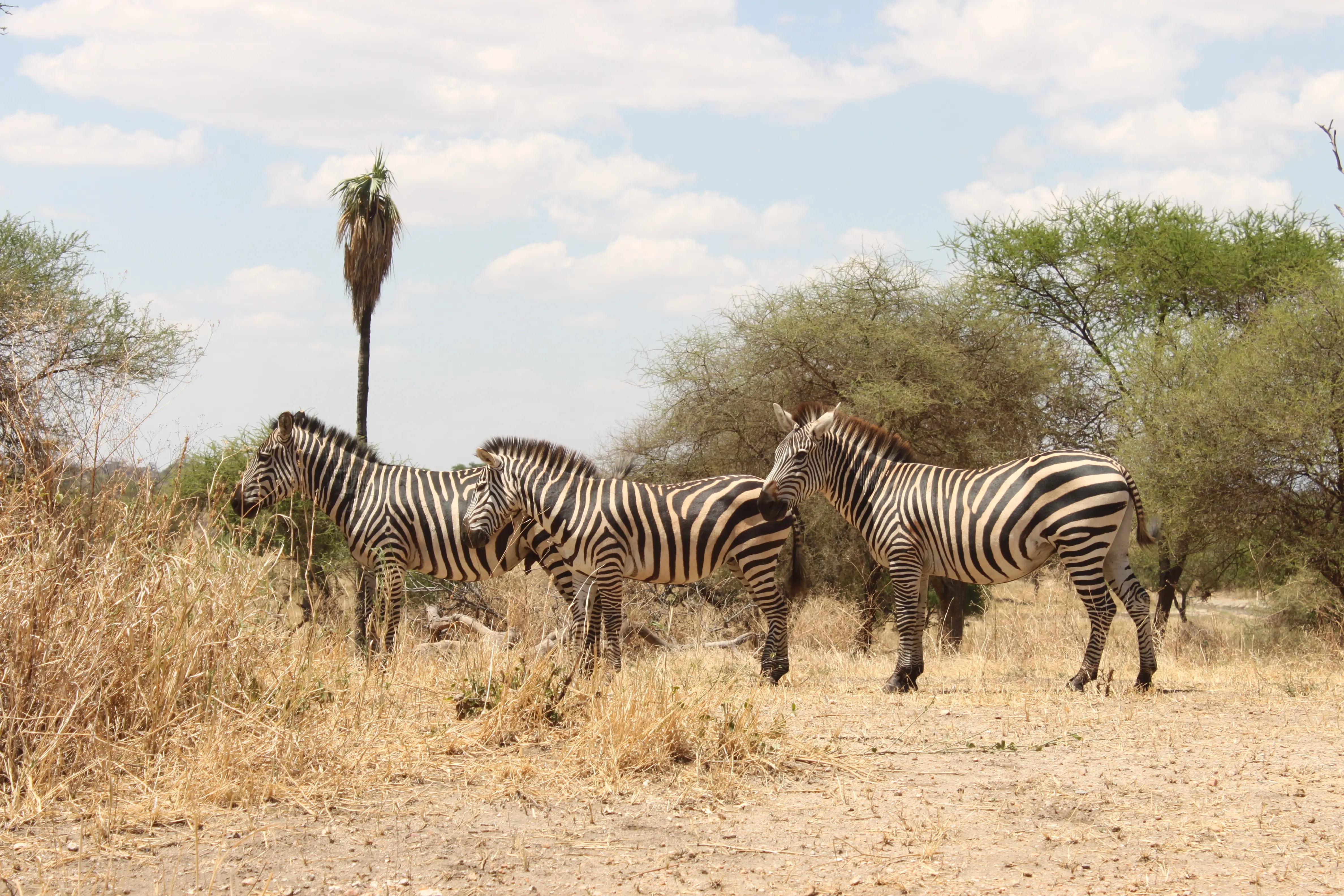 Informationer om rejser til Tanzania