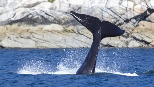 Canada Vancouver Island Campbell River Whale