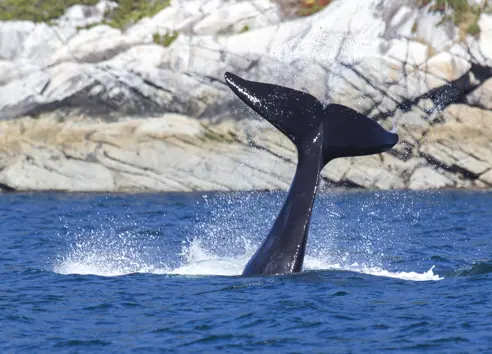 Canada Vancouver Island Campbell River Whale