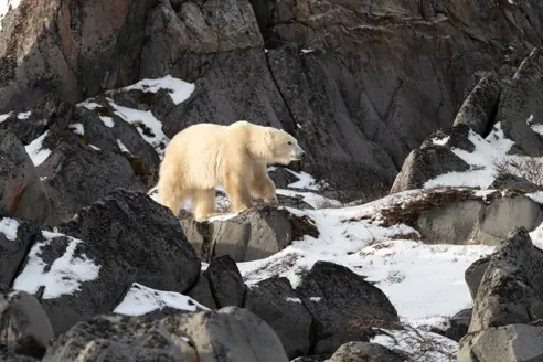 Isbjørn ved Hudson Bay nær Churchill, Manitoba