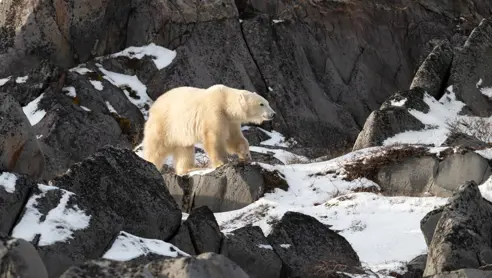 Isbjørn ved Hudson Bay nær Churchill, Manitoba