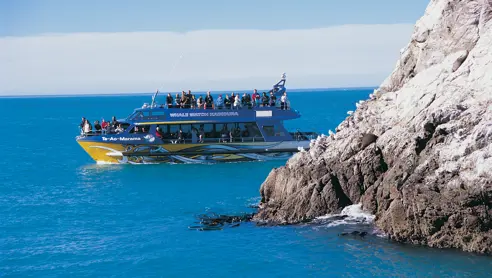 Hvalsafari fra Kaikoura i New Zealand