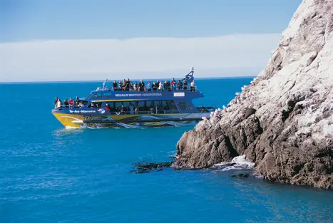 Hvalsafari fra Kaikoura i New Zealand