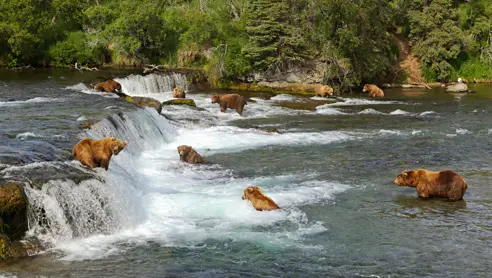 Bjørne ved Brooks Falls i Katmai National Park Alaska USA
