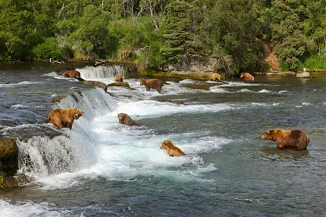 Bjørne ved Brooks Falls i Katmai National Park Alaska USA