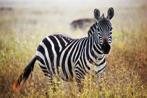 Zebra i Serengeti National Park Tanzania