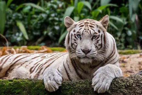 Singapore Zoo