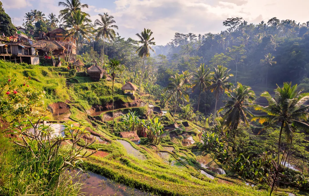 Bali Ubud Rismarker