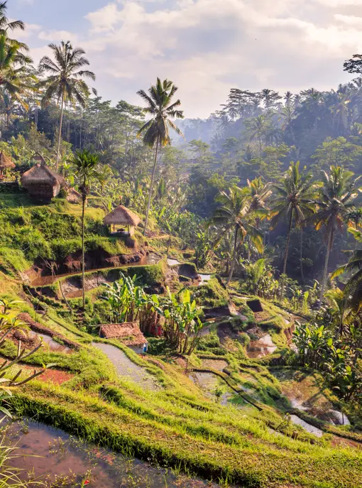 Bali Ubud Rismarker