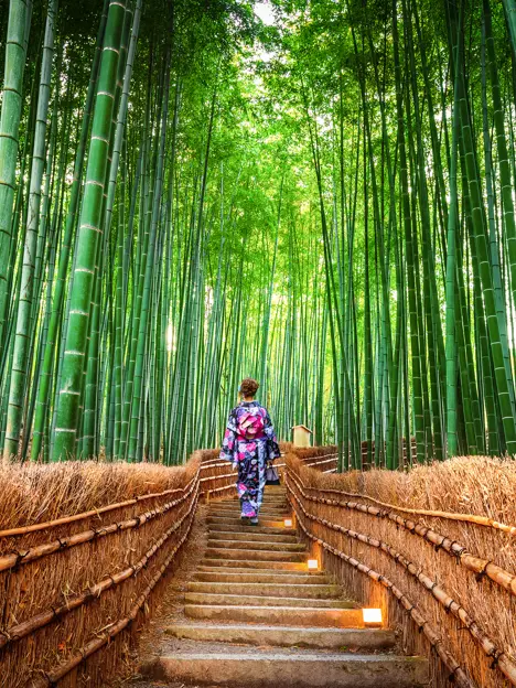 Kyoto Japan Bambusskov