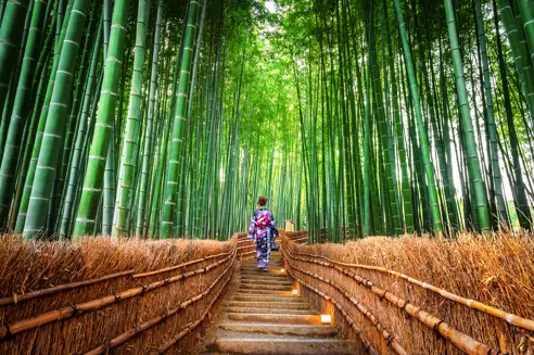 Kyoto Japan Bambusskov