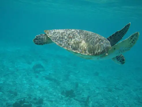 Bonaire (5)