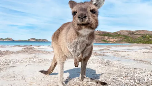 Information vedr. rejser til Australien