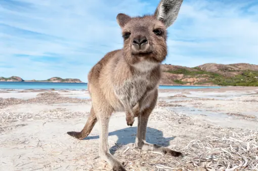 Australien Kænguru
