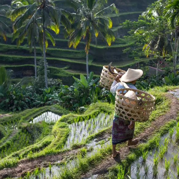 Ubud (3)