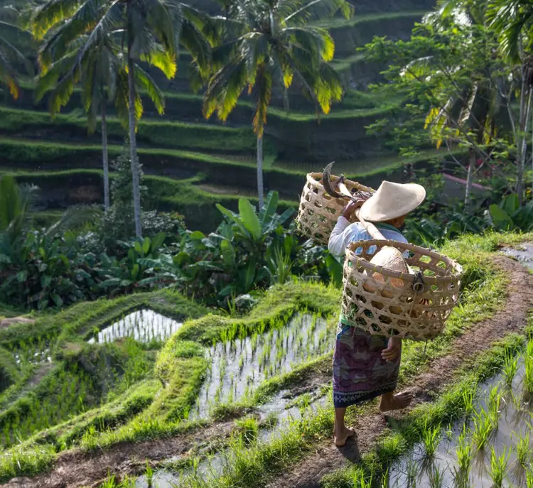 Ubud (3)