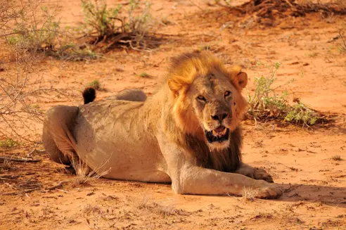 Tsavo East løve