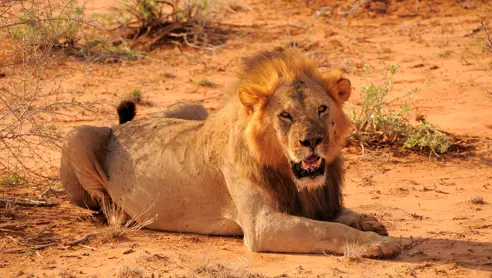 Tsavo East løve