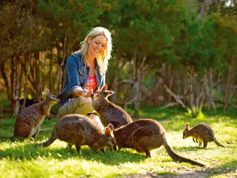 Moonlit Sanctuary Wallaby Walk