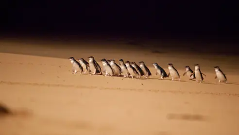 Penguin Parade