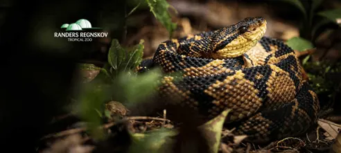 DanExplores samarbejde med Randers Regnskov