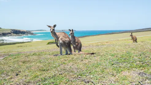 Australien Coffs Harbour Beach Kangaroos
