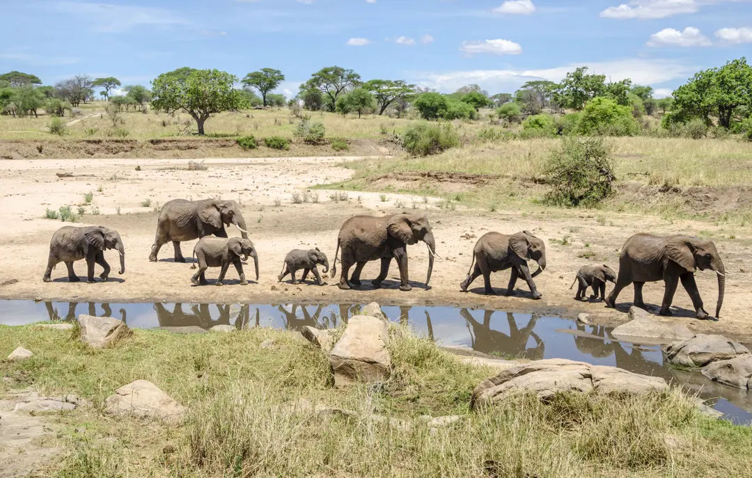 Elefanter Tarangire National Park i Tanzania