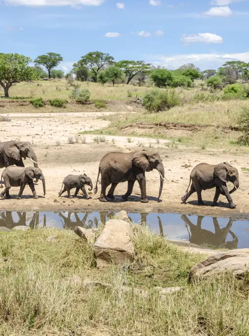 Elefanter Tarangire National Park i Tanzania