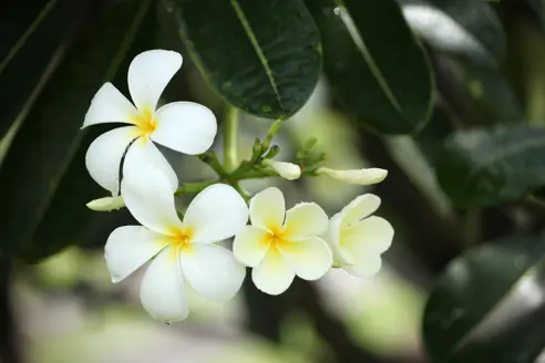 Smukke blomster