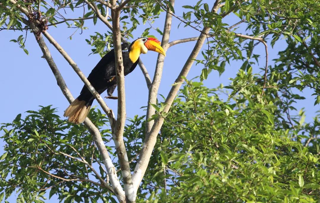 Næsehornsfugl Borneo