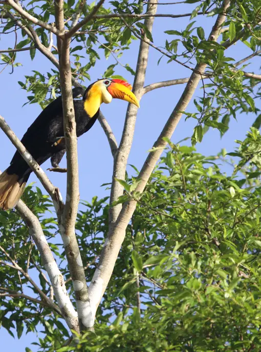 Næsehornsfugl Borneo